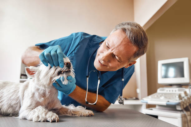 Best Emergency Dental Care for Trauma or Injury in Selmont West Selmont, AL